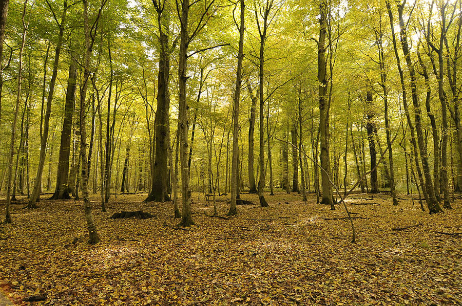 Herbstwald