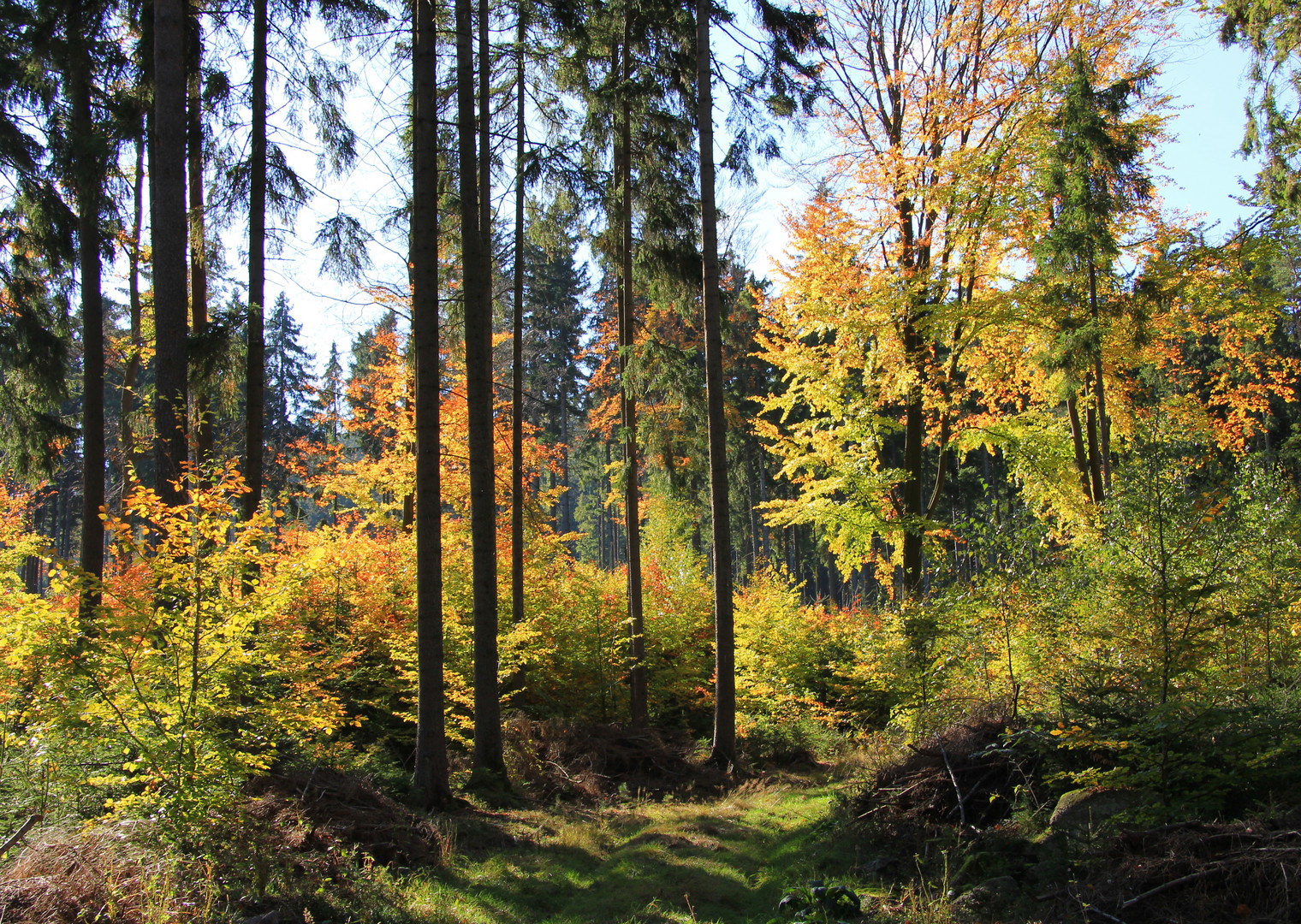 Herbstwald