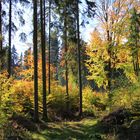 Herbstwald