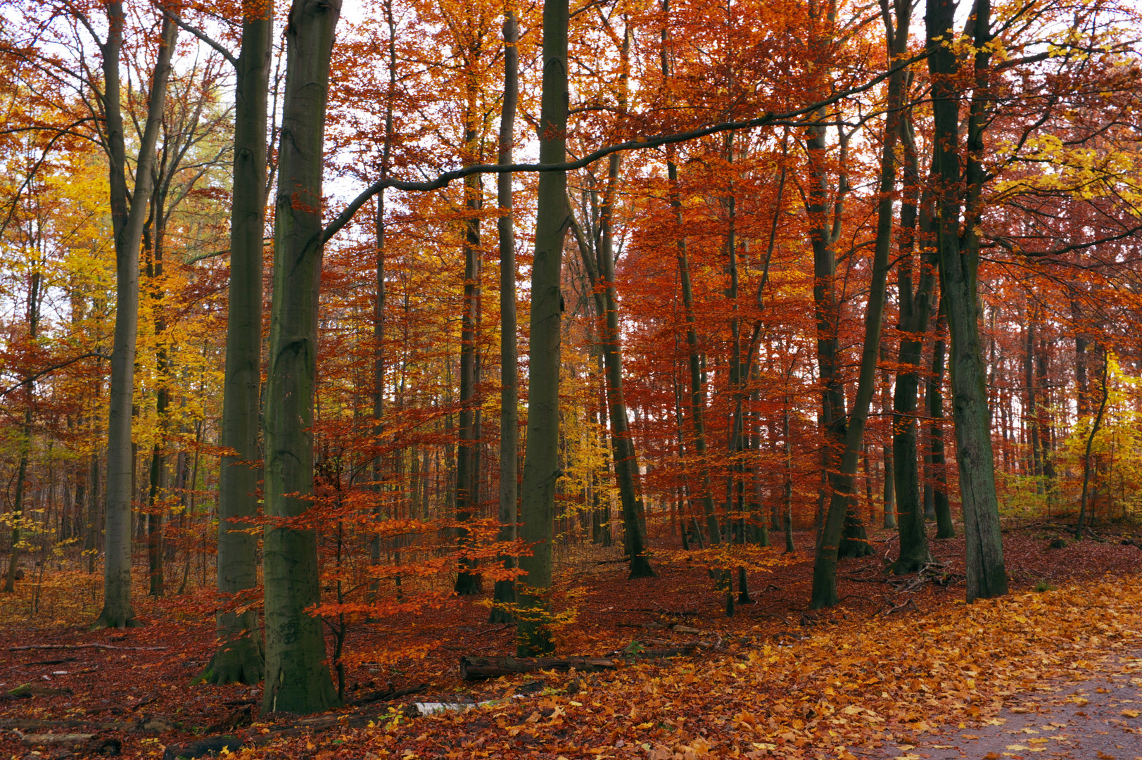 Herbstwald