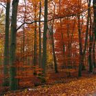 Herbstwald