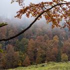 Herbstwald