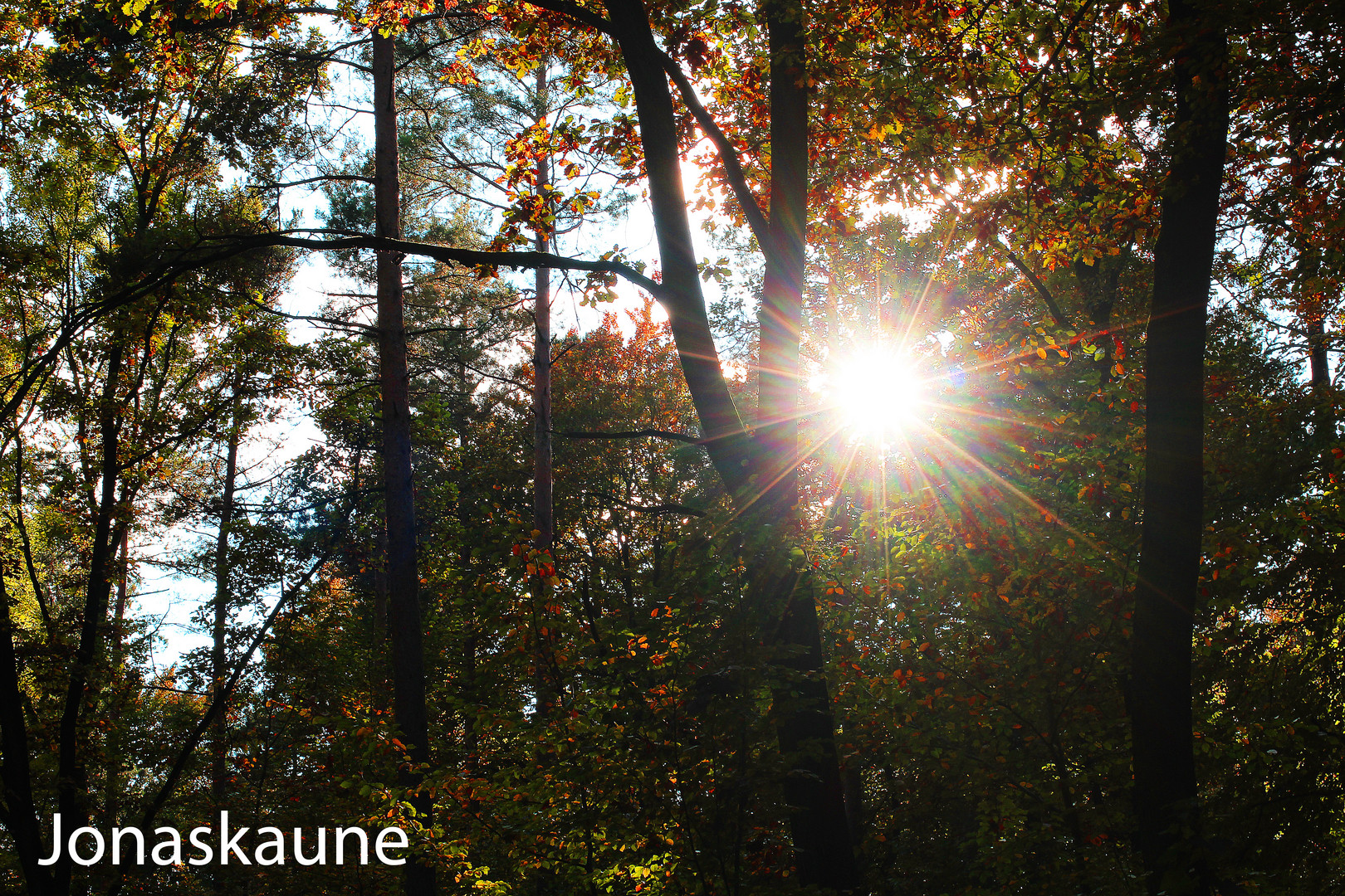 Herbstwald