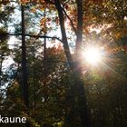 Herbstwald