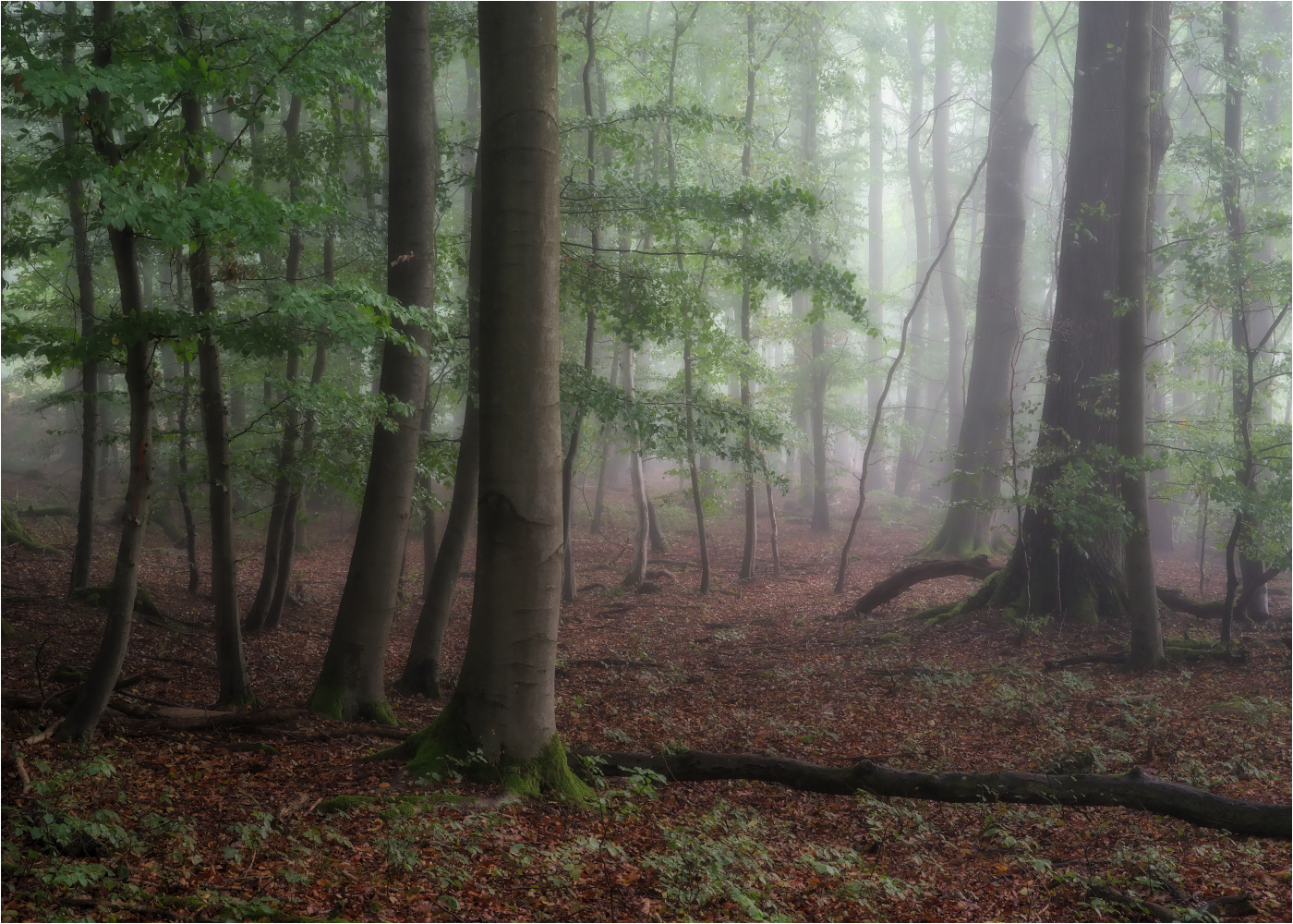 Herbstwald