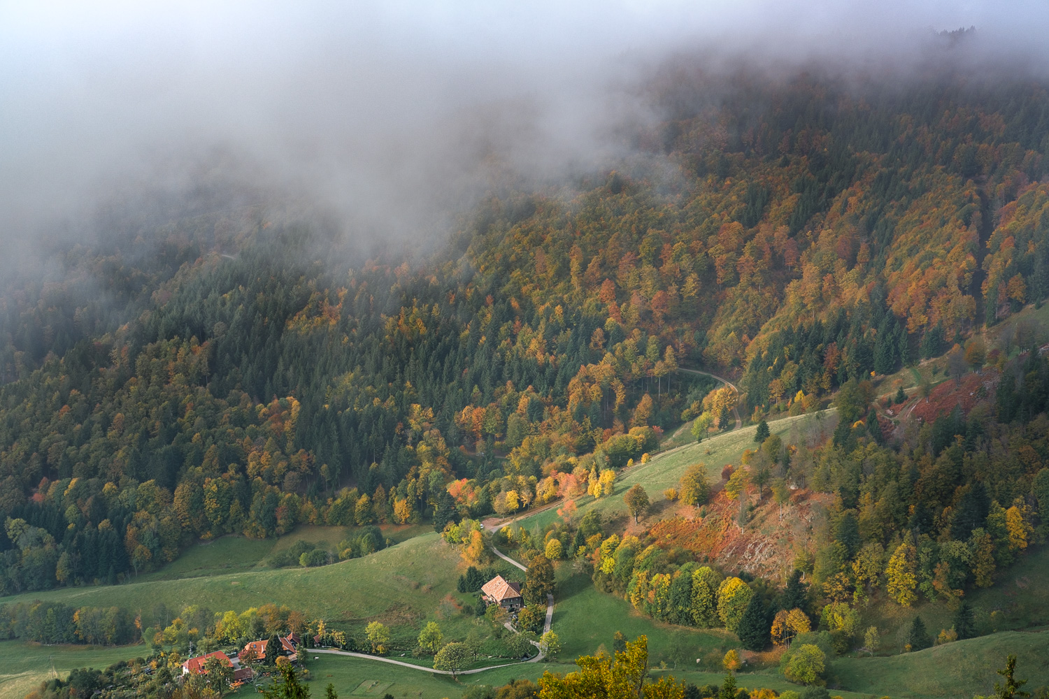 Herbstwald