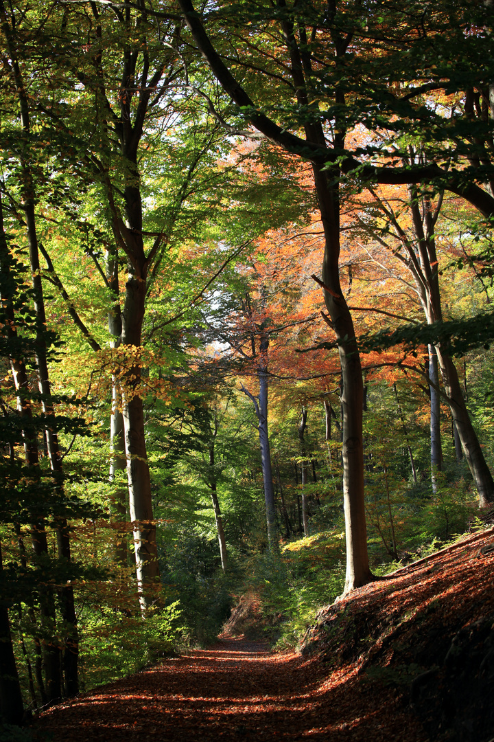 Herbstwald