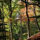 Herbstwald