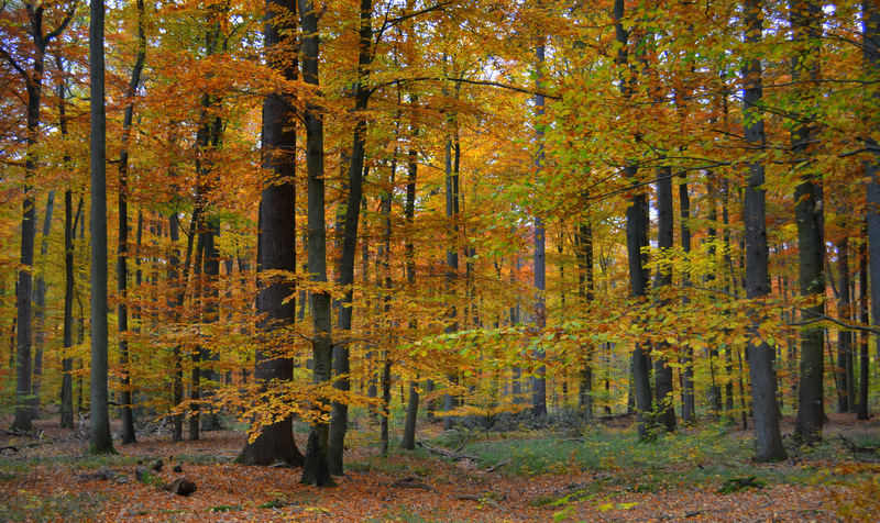 Herbstwald