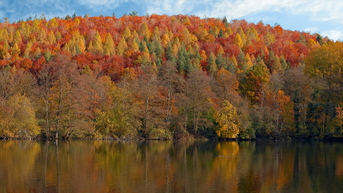 Herbstwald