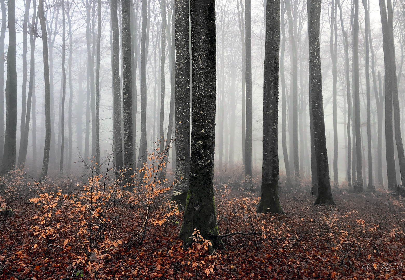 herbstwald