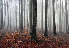 herbstwald