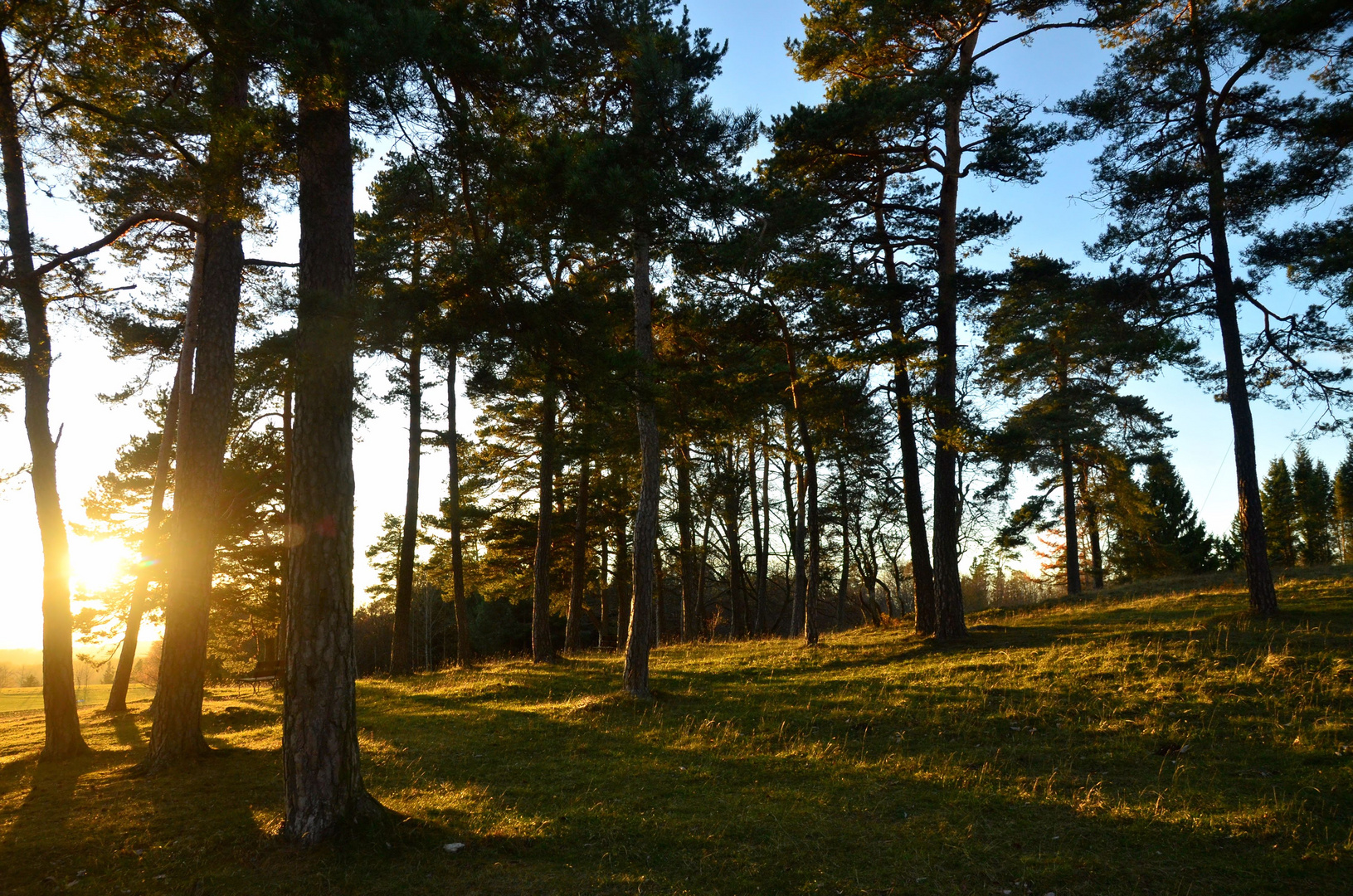 Herbstwald