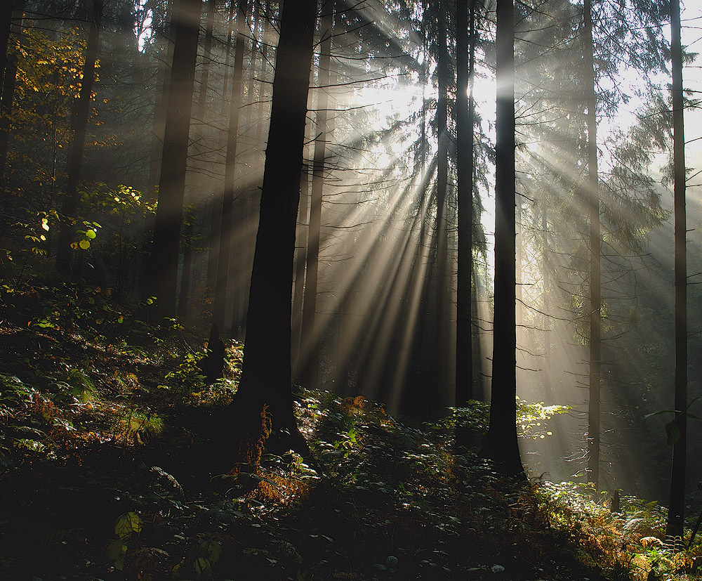 Herbstwald