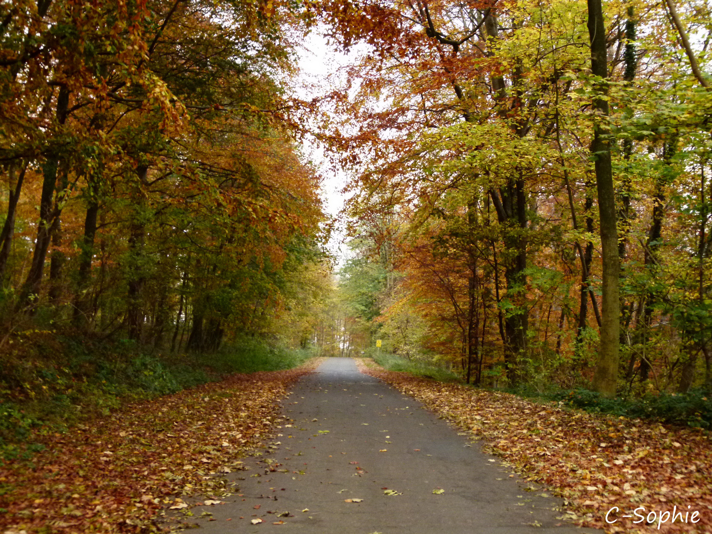 Herbstwald