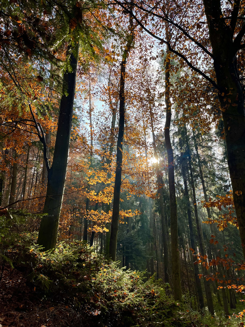 Herbstwald 