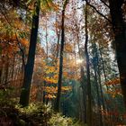 Herbstwald 