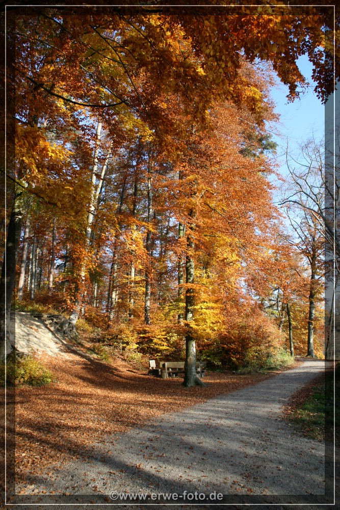 Herbstwald