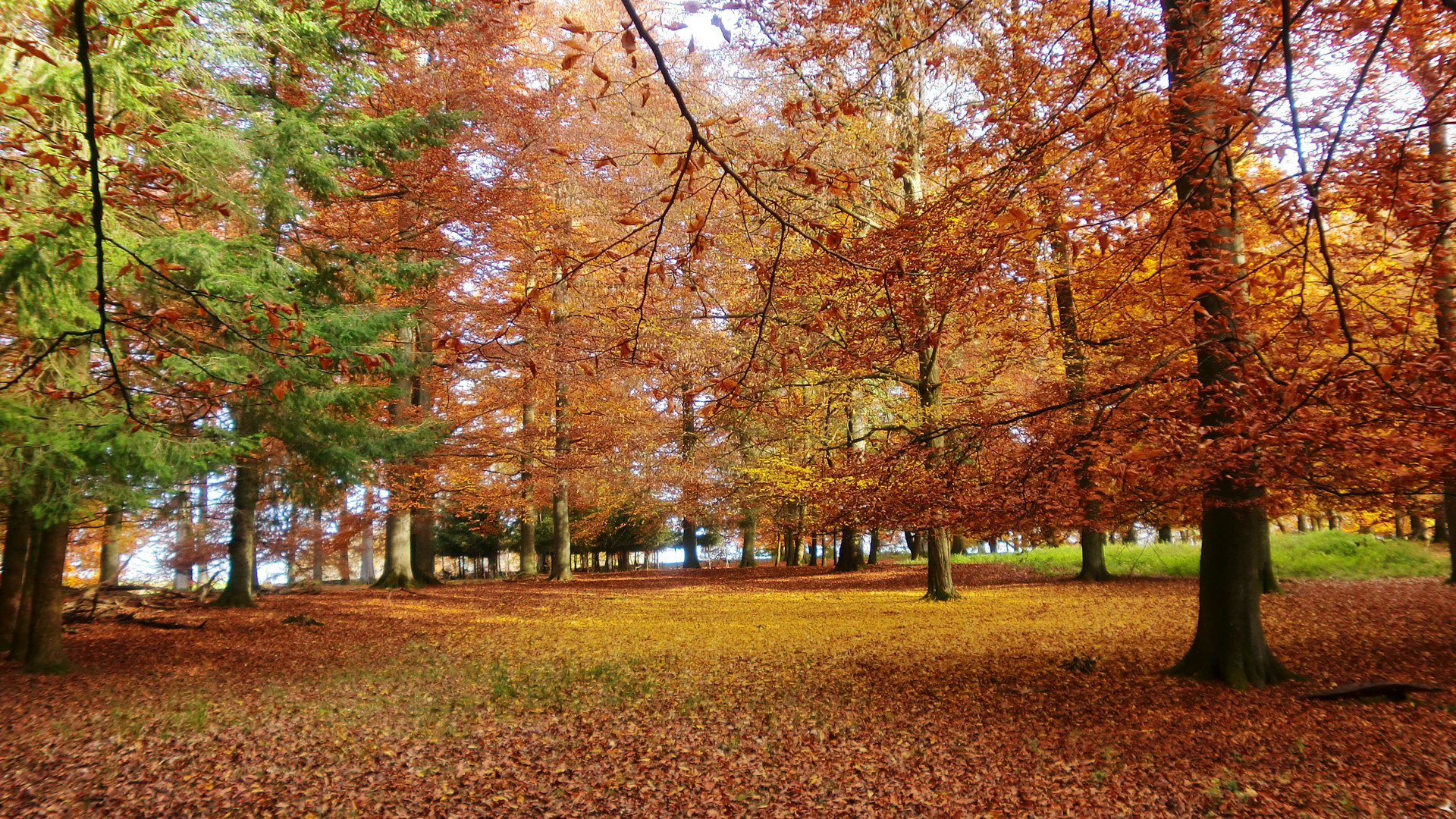 Herbstwald