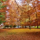 Herbstwald