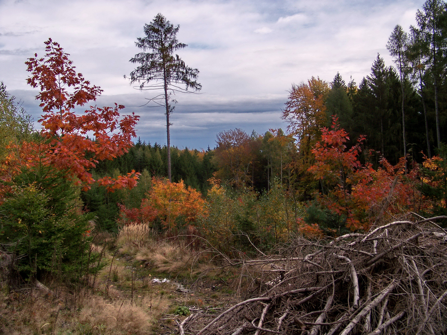 Herbstwald