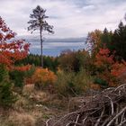 Herbstwald