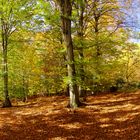 Herbstwald