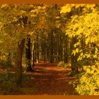 Herbstwald