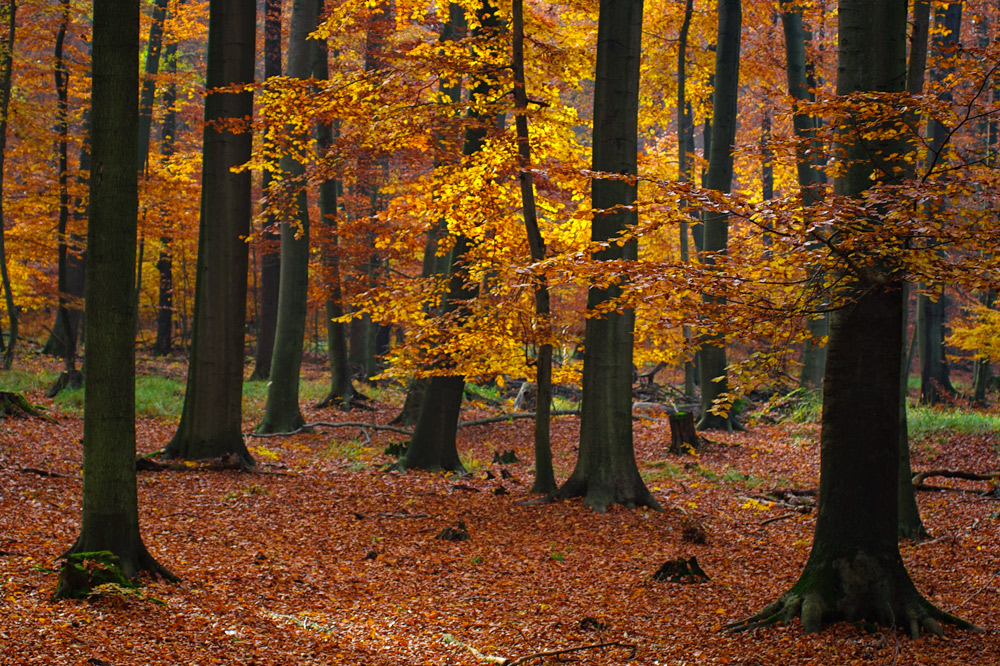 Herbstwald