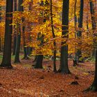 Herbstwald