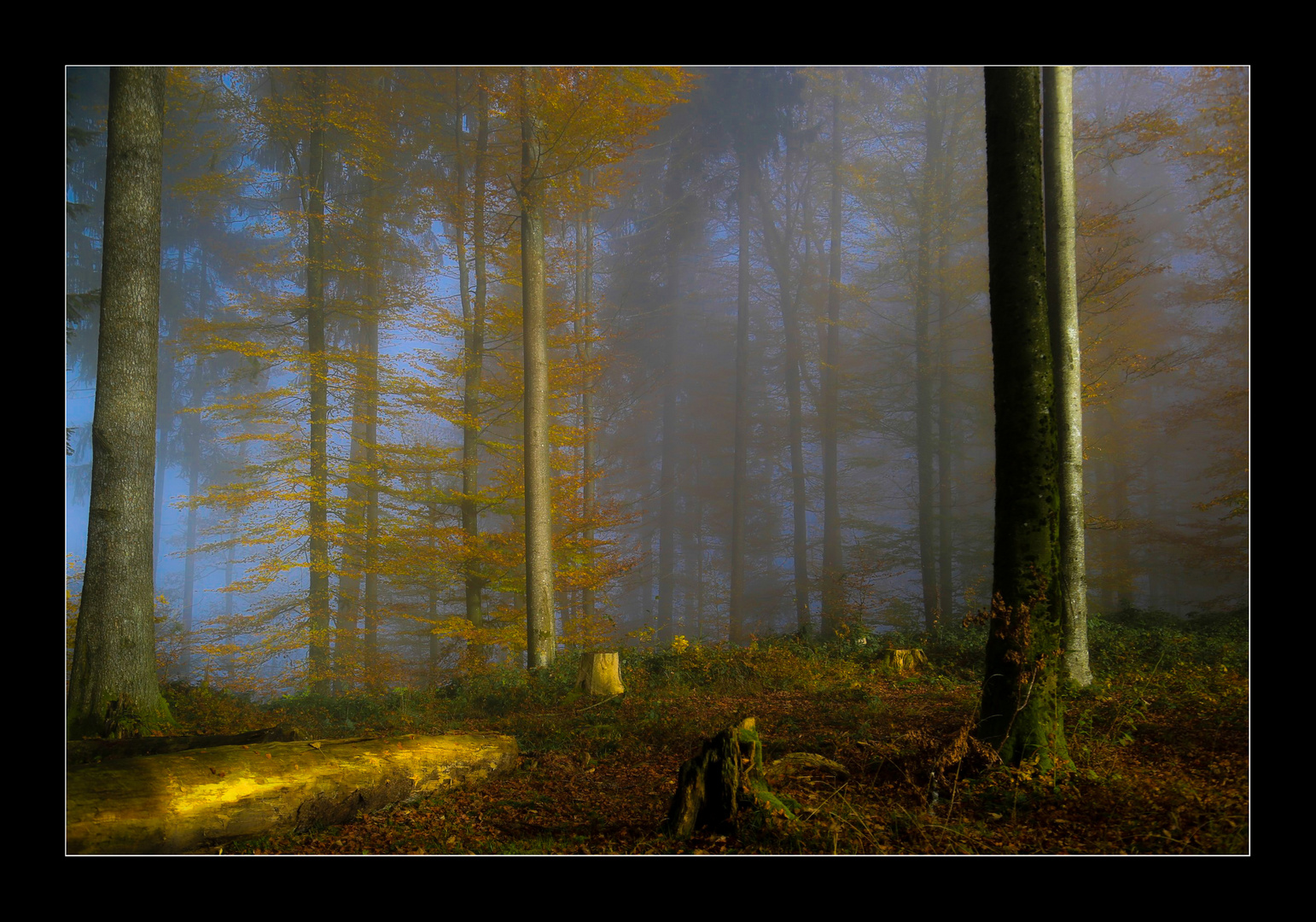 Herbstwald.