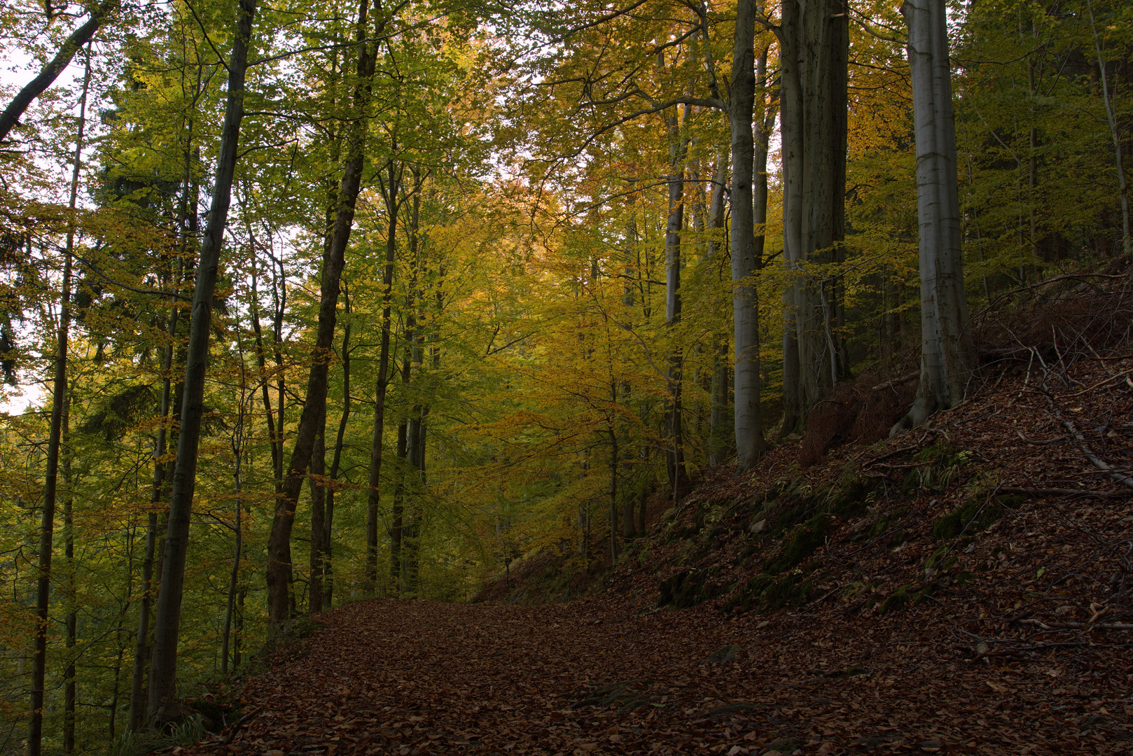 Herbstwald