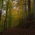 Herbstwald