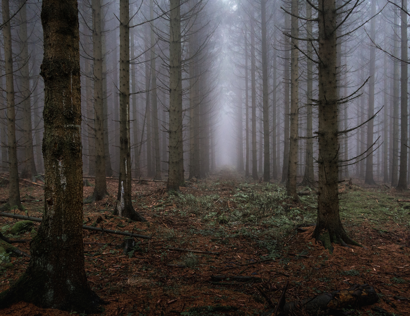 Herbstwald