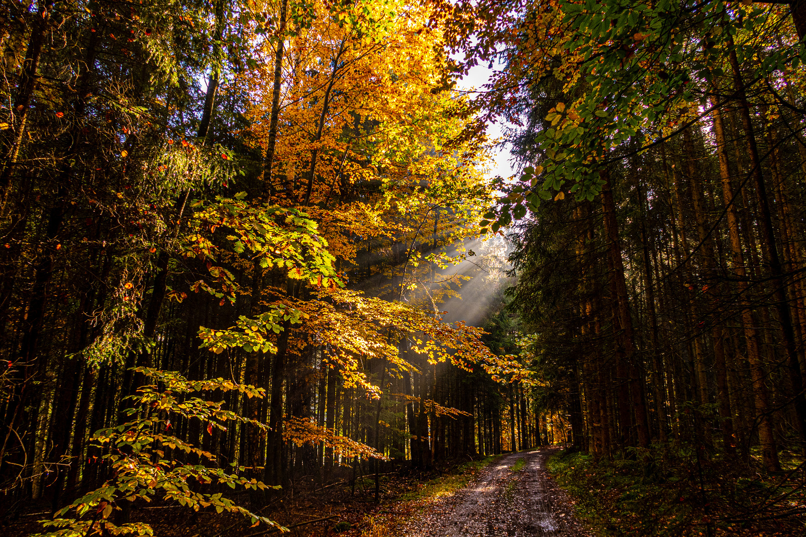 Herbstwald