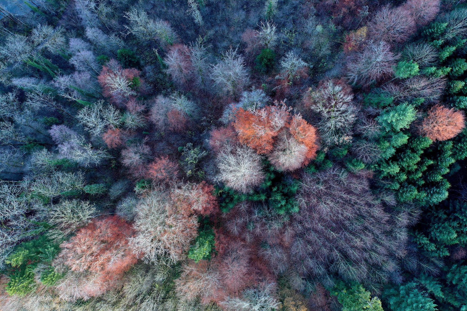 Herbstwald