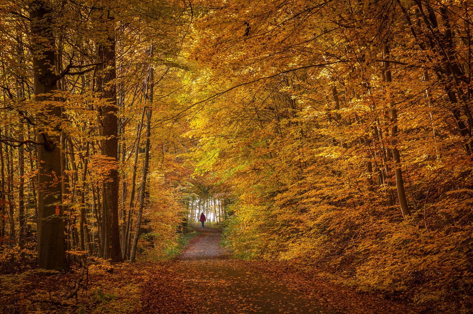 Herbstwald