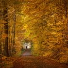 Herbstwald