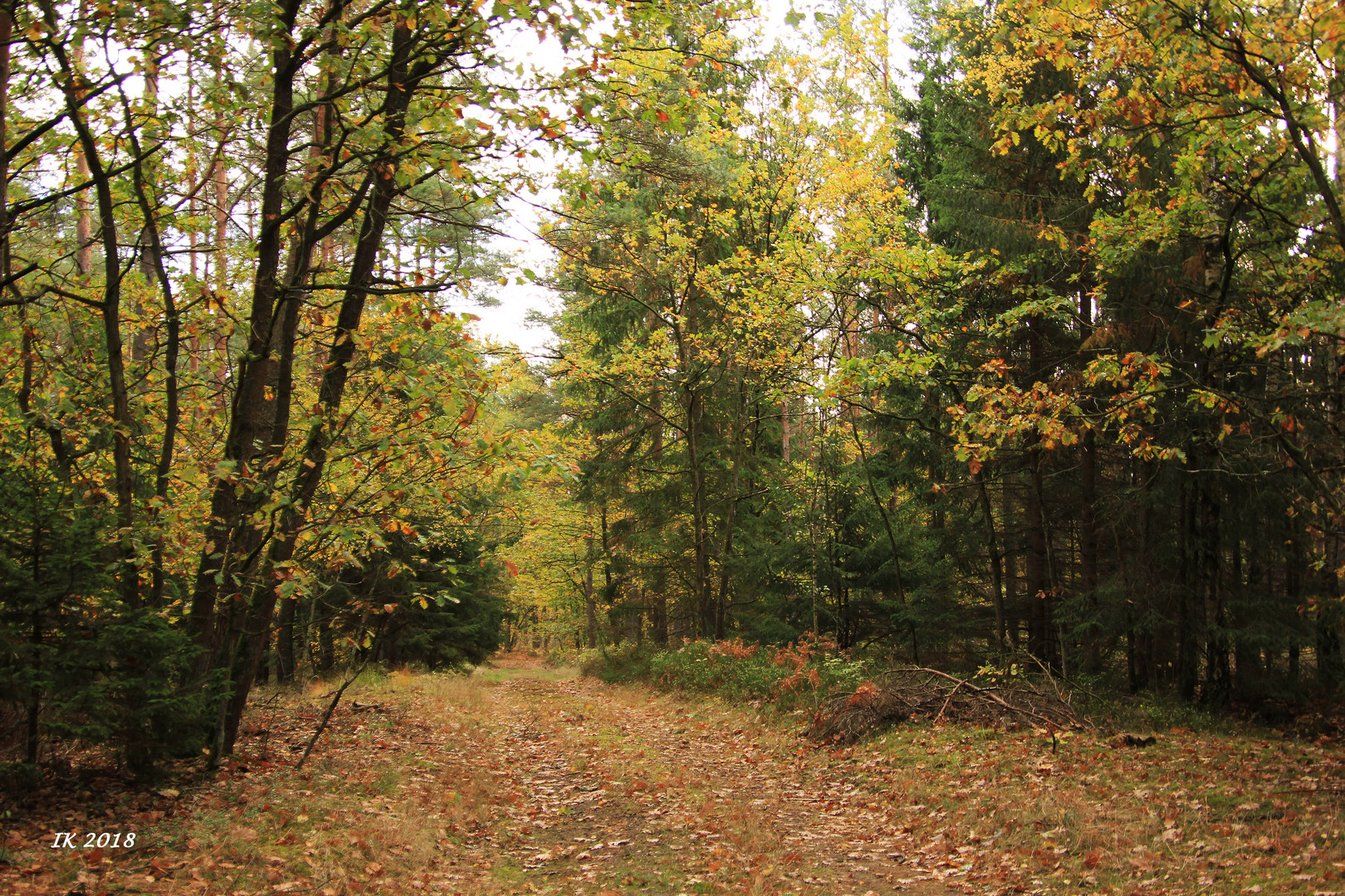 Herbstwald