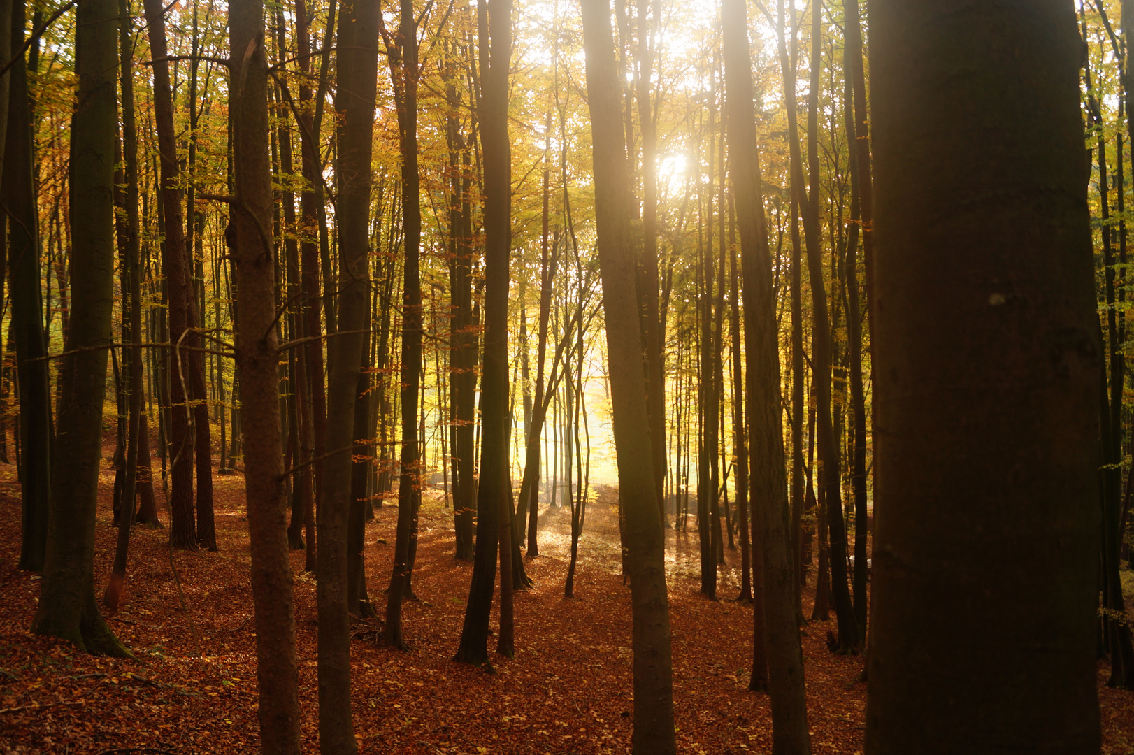 Herbstwald