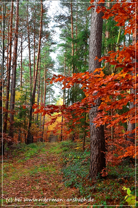 Herbstwald