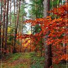 Herbstwald