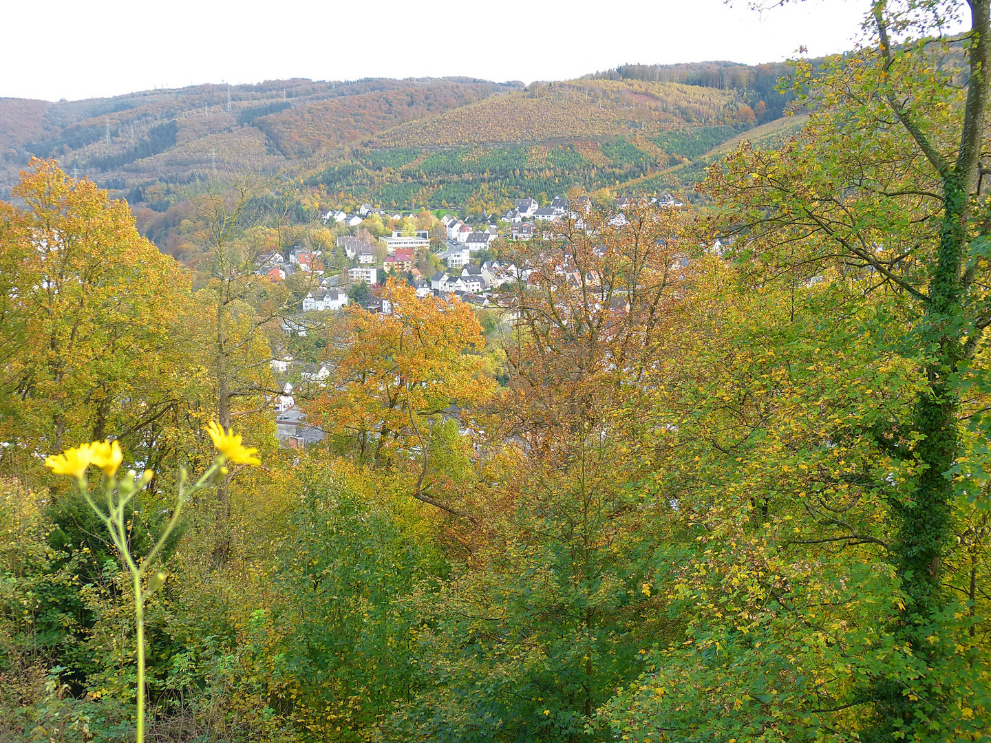 Herbstwald