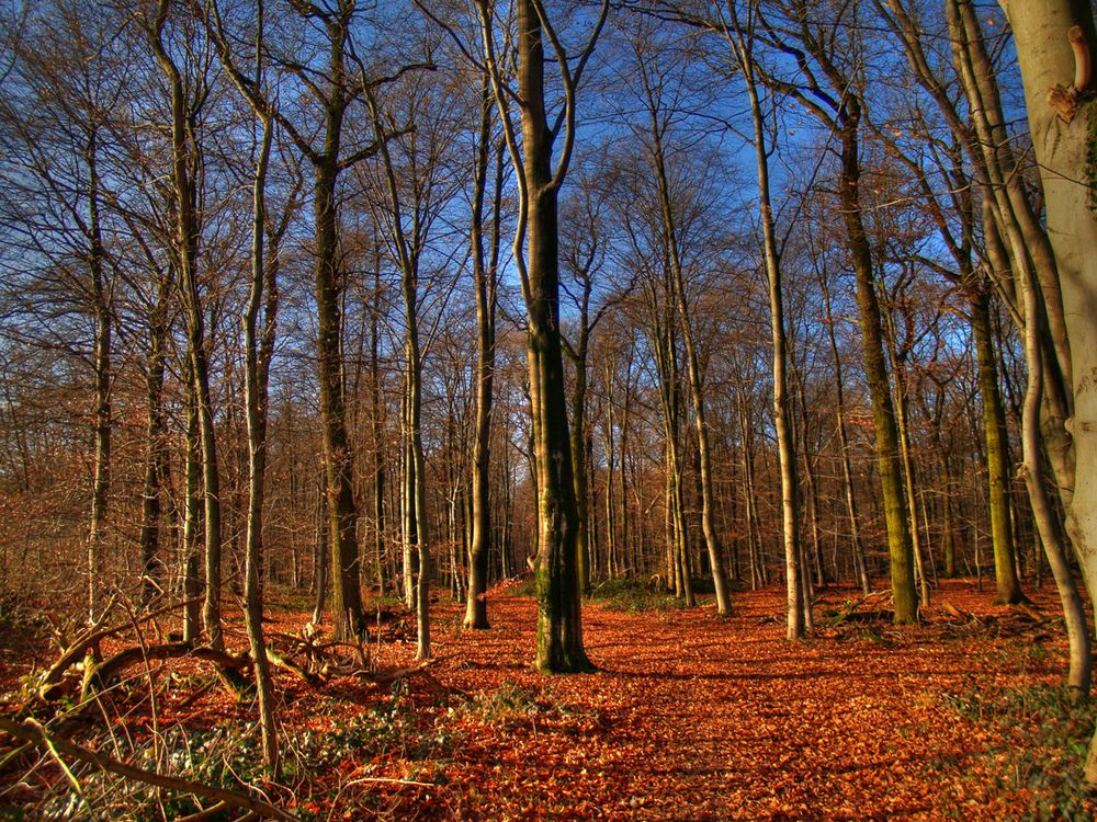 Herbstwald