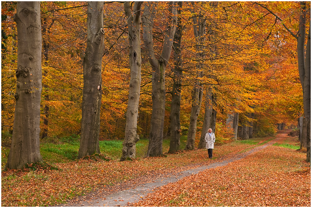 Herbstwald