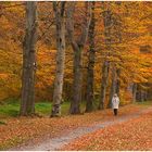 Herbstwald