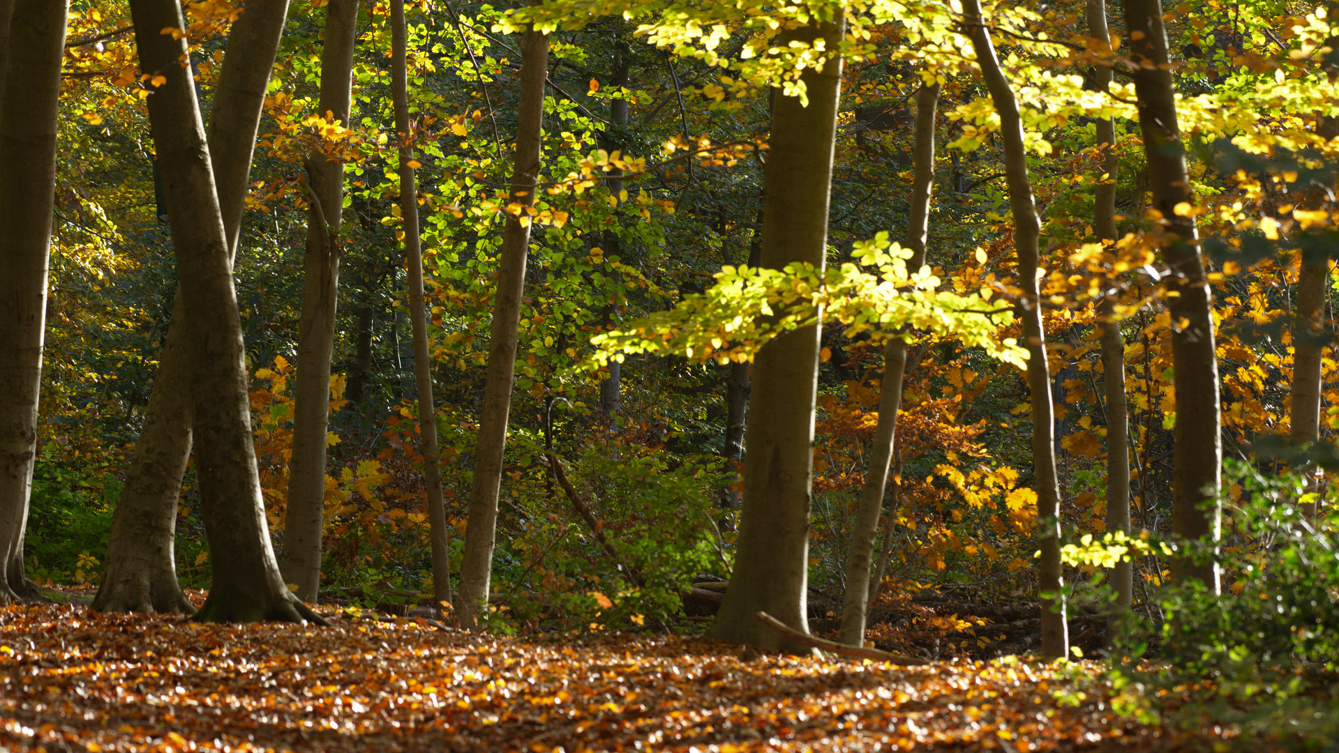 Herbstwald ..