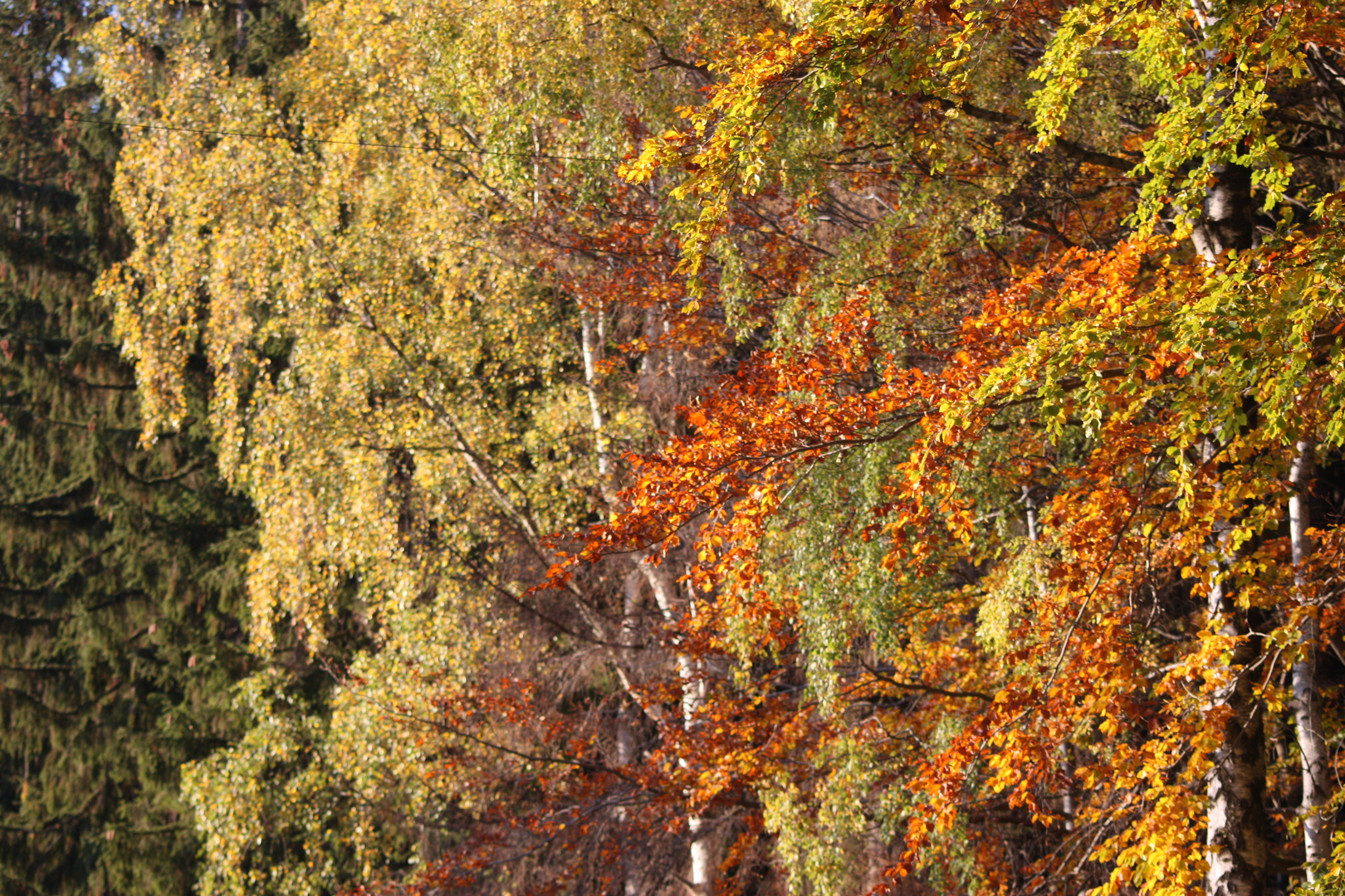 Herbstwald