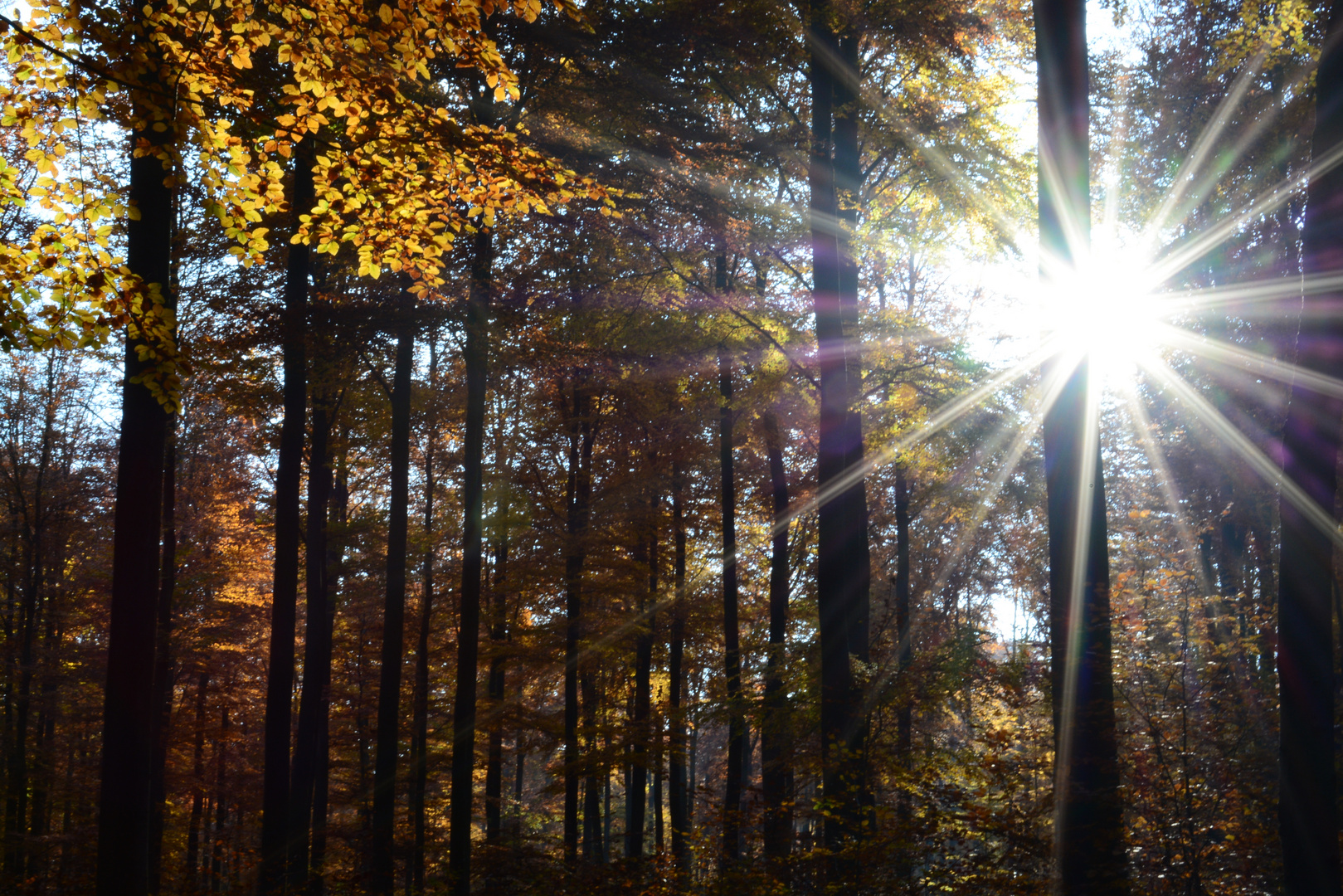 Herbstwald