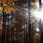 Herbstwald